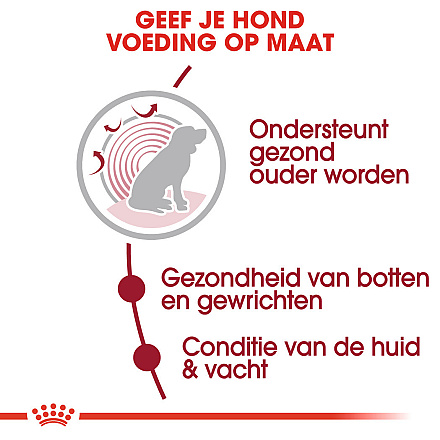 Royal Canin Hondenvoer Medium Ageing 10+<br> 15 kg