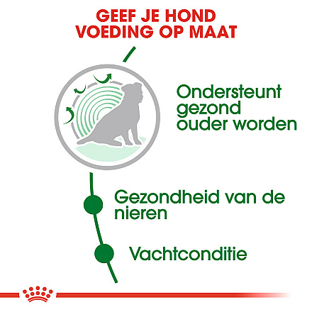 Royal Canin Hondenvoer Mini Ageing 12+ 3.5 kg