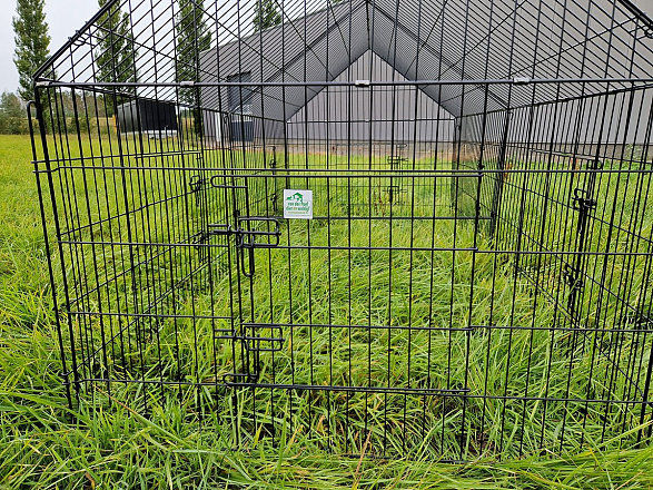 Ren Gijs met Puntdak