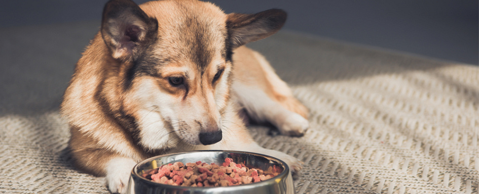 Probiotica voor je hond