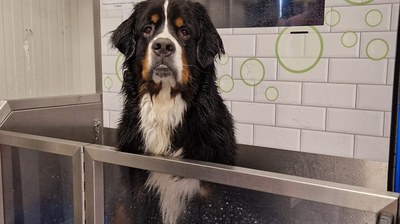 Hond wassen? Zo geregeld