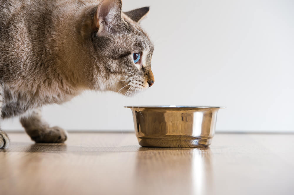 Centimeter Verdorde haakje Hé, mijn kat gooit zijn drinkbak om!